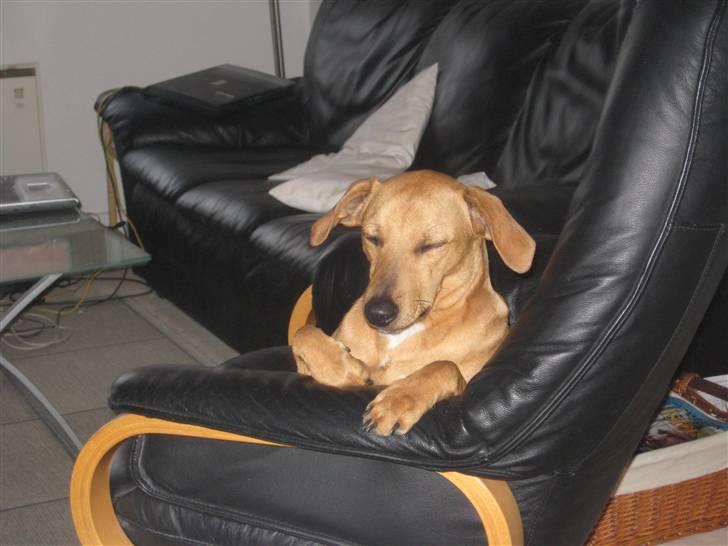 Blanding af racer Viktor billede 11