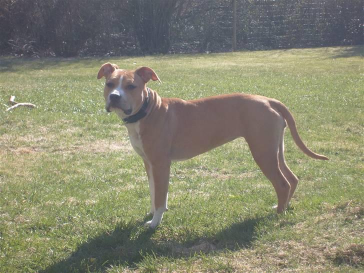 Amerikansk staffordshire terrier Laica billede 16