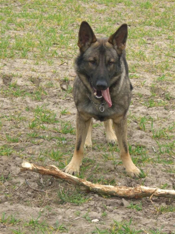 Schæferhund Nederholms Jasko (Sov sødt min dreng) <3 - - Can you keep a secret ? ´ So can he , and he has all mine ..  billede 1