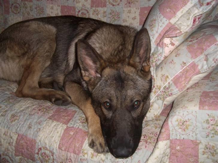 Schæferhund Nederholms Jasko (Sov sødt min dreng) <3 - - Your not only my friend , your are my best friend ind this World ! <3 :D  billede 2