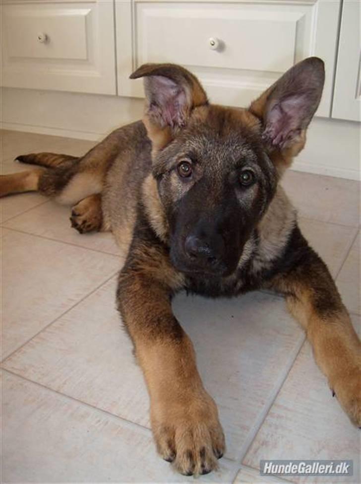 Schæferhund Nederholms Jasko (Sov sødt min dreng) <3 - - Can you blame me ?  billede 3