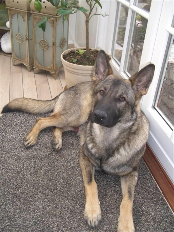 Schæferhund Nederholms Jasko (Sov sødt min dreng) <3 - - I didn´t know i needed you , but now that i have you , i can believe that i could live without you ?? :D billede 4