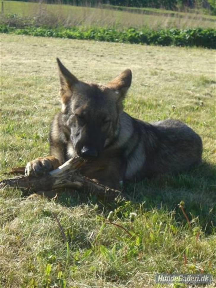 Schæferhund Nederholms Jasko (Sov sødt min dreng) <3 - - Love you and will always love you .  billede 5