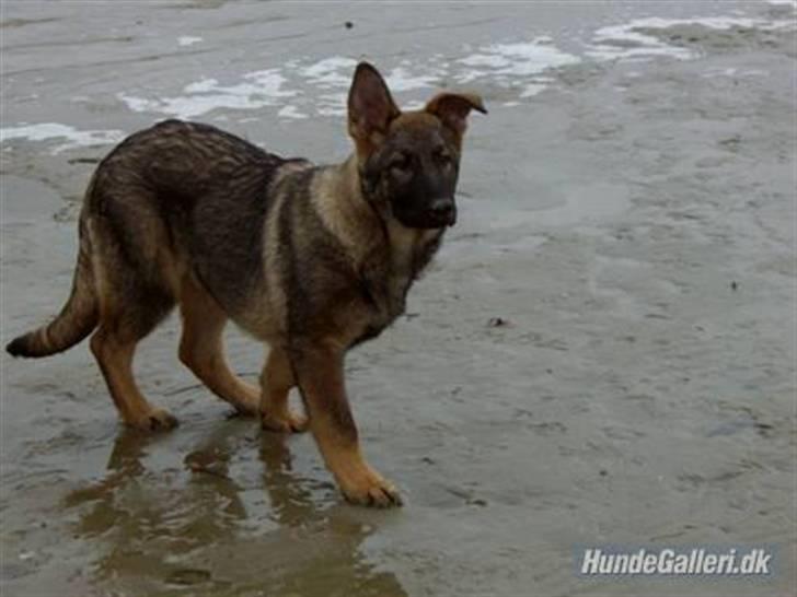 Schæferhund Nederholms Jasko (Sov sødt min dreng) <3 - - Having you in my life , is like a new adventure every day !  billede 6