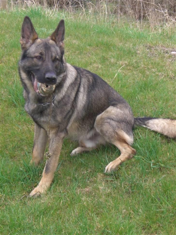 Schæferhund Nederholms Jasko (Sov sødt min dreng) <3 - - Ball ´ i don´t know , but you like it ?  billede 7