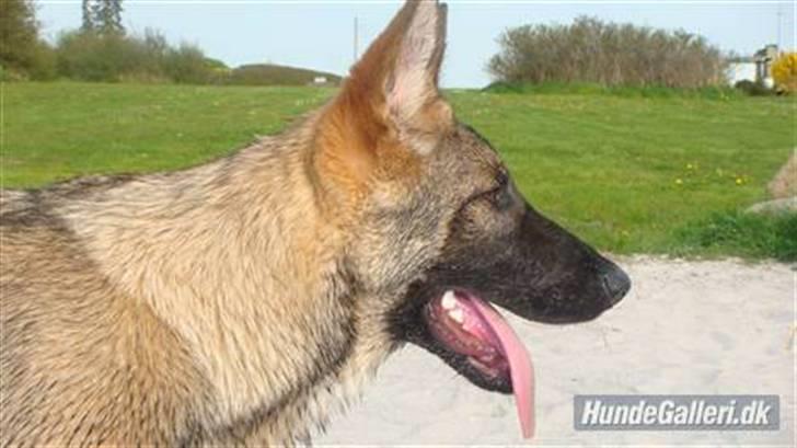 Schæferhund Nederholms Jasko (Sov sødt min dreng) <3 - - An Angel was born , beautifull as the sun and with eyes like the grey wolf ..  billede 8