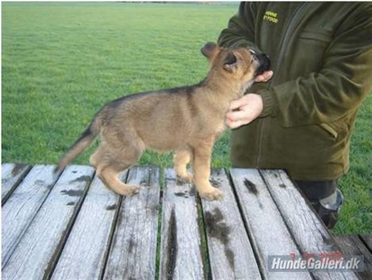 Schæferhund Nederholms Jasko (Sov sødt min dreng) <3 - - Awww´ i fells like it was yesterday your where just a baby ..  billede 9