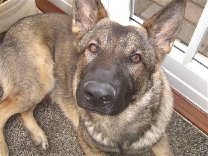 Schæferhund Nederholms Jasko (Sov sødt min dreng) <3 - - you will always be mommys big boy . <3 billede 10