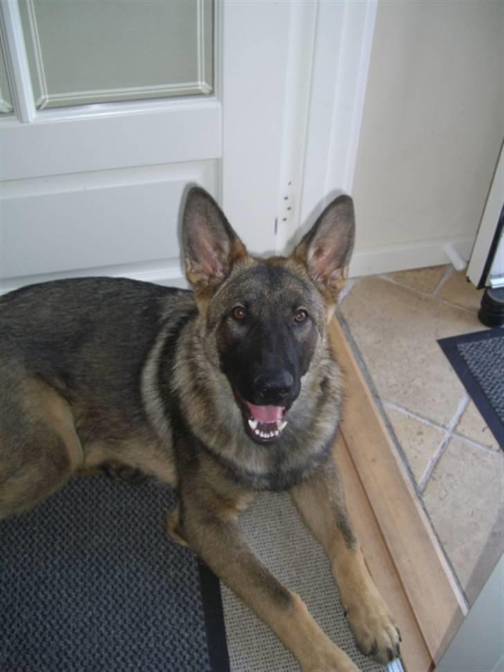 Schæferhund Nederholms Jasko (Sov sødt min dreng) <3 - - You are the first think about in the morning and the last thing i think off before i go to sleep . billede 11