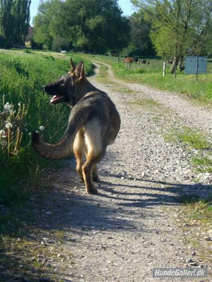 Schæferhund Nederholms Jasko (Sov sødt min dreng) <3 - - You will always be my bad ass ..  billede 12