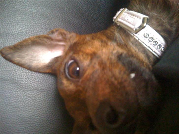 Blanding af racer | Vanity  - Tossede hund :D mobilkvalitet billede 15