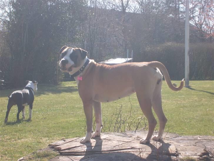 Blanding af racer Lucy billede 20