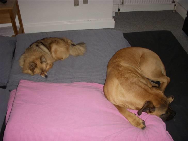 Blanding af racer Odin - Putter lige i sengen sammen med Molle (pomeranira), 7 mdr. billede 10