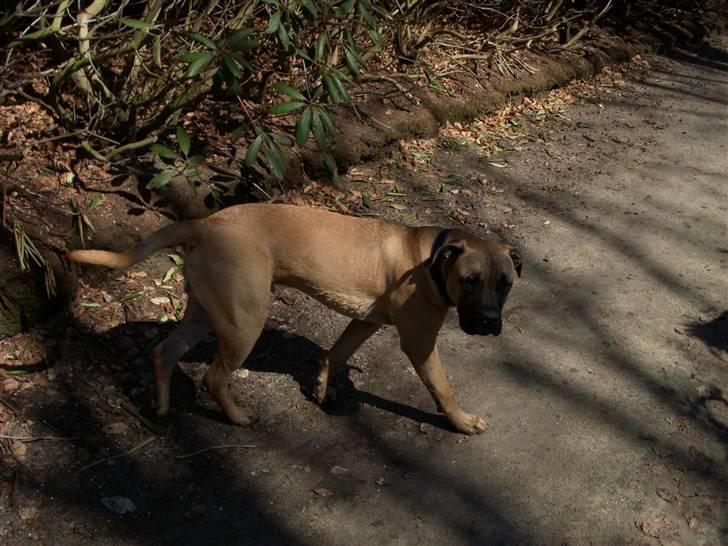 Blanding af racer Odin - Tur i parken, 7 mdr. billede 11