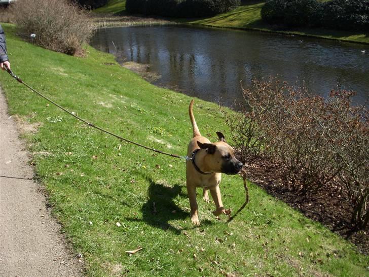 Blanding af racer Odin - Tur i parken, 7 mdr. billede 12