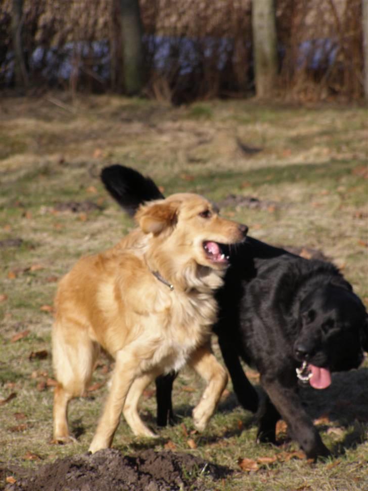 Nova scotia duck tolling retriever /Golden retriever Alma billede 2