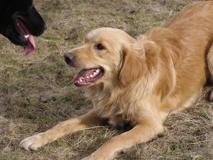 Nova scotia duck tolling retriever /Golden retriever Alma billede 3