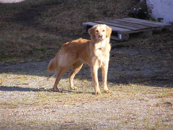 Nova scotia duck tolling retriever /Golden retriever Alma billede 4