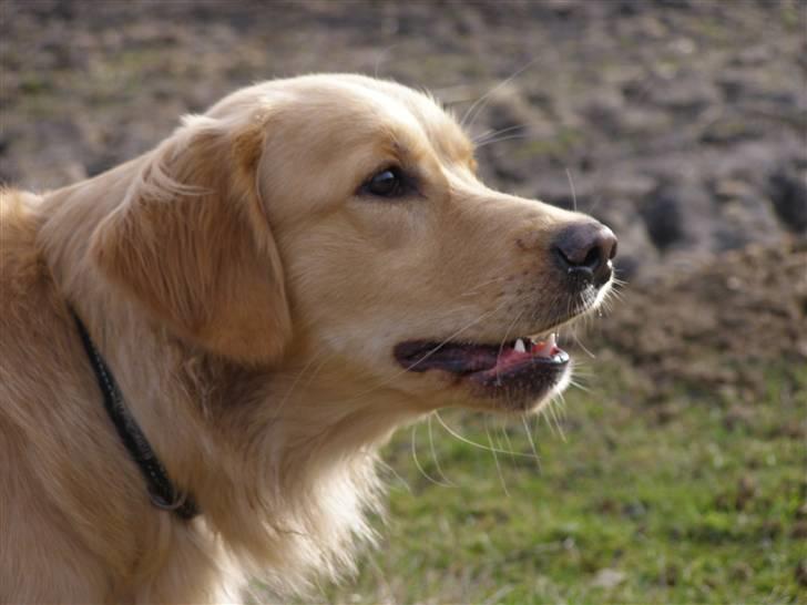 Nova scotia duck tolling retriever /Golden retriever Alma billede 5