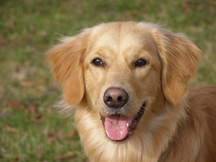 Nova scotia duck tolling retriever /Golden retriever Alma billede 6