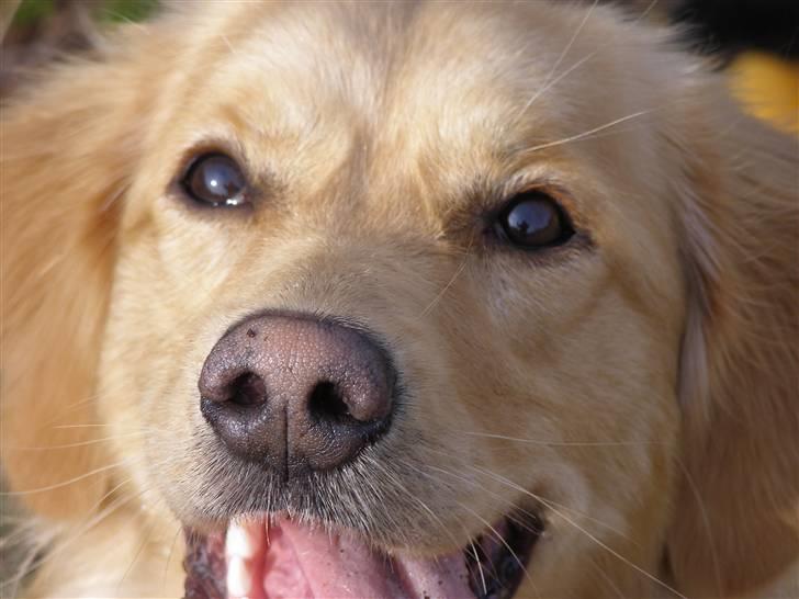 Nova scotia duck tolling retriever /Golden retriever Alma billede 8