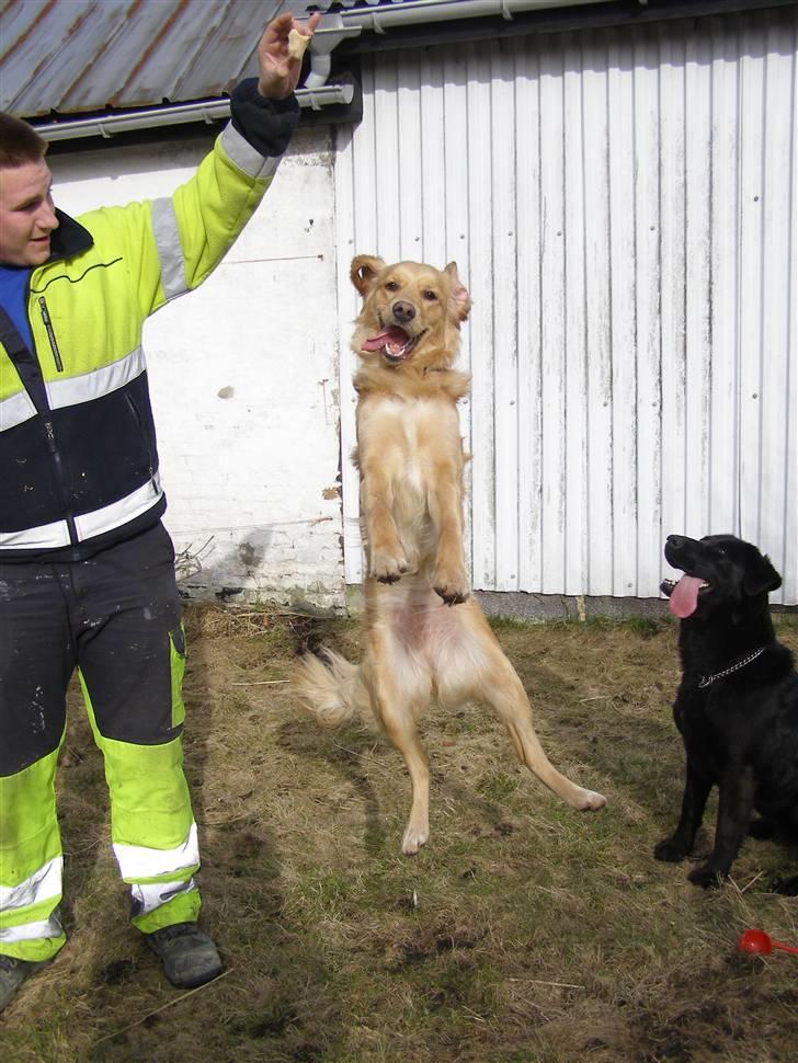 Nova scotia duck tolling retriever /Golden retriever Alma billede 9