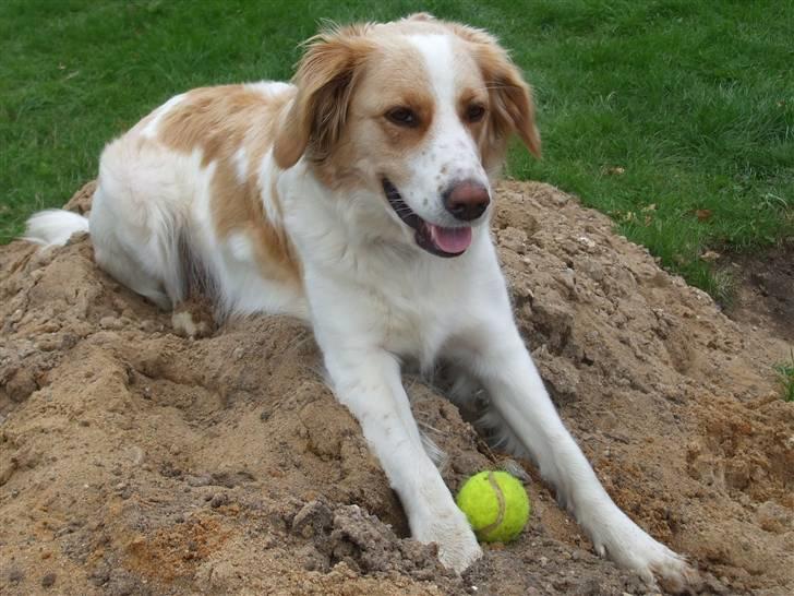 Blanding af racer Tulle billede 1