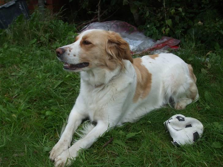 Blanding af racer Tulle billede 2