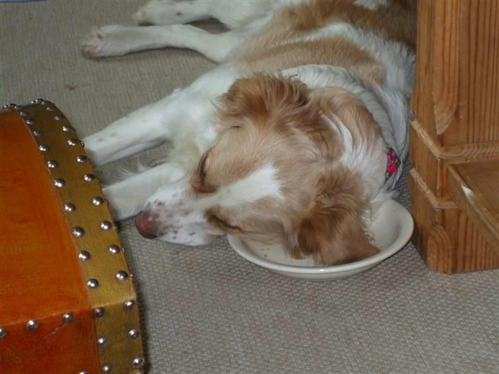 Blanding af racer Tulle billede 3