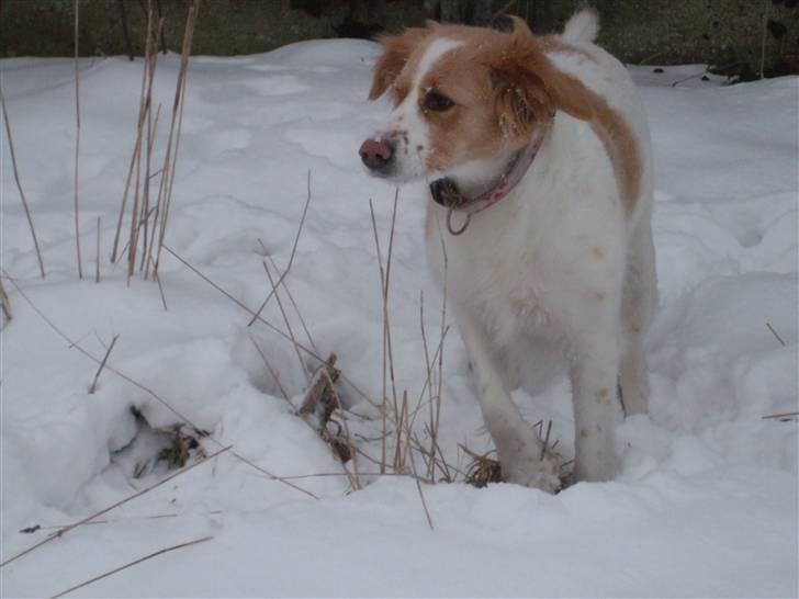 Blanding af racer Tulle billede 4