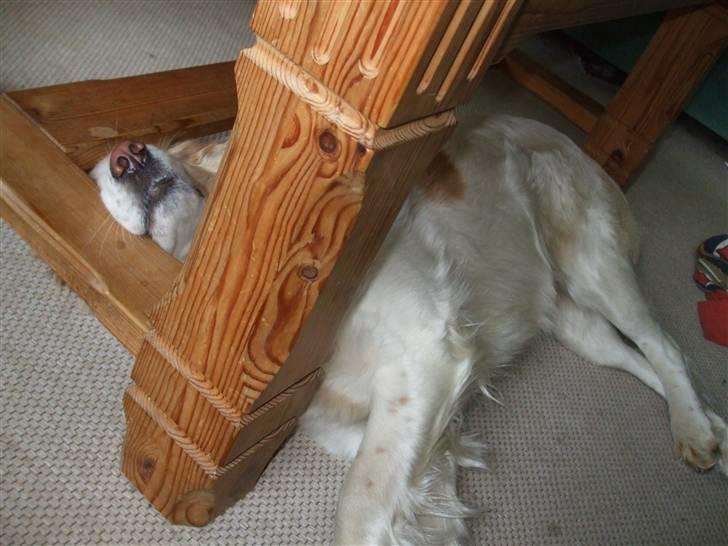 Blanding af racer Tulle billede 5