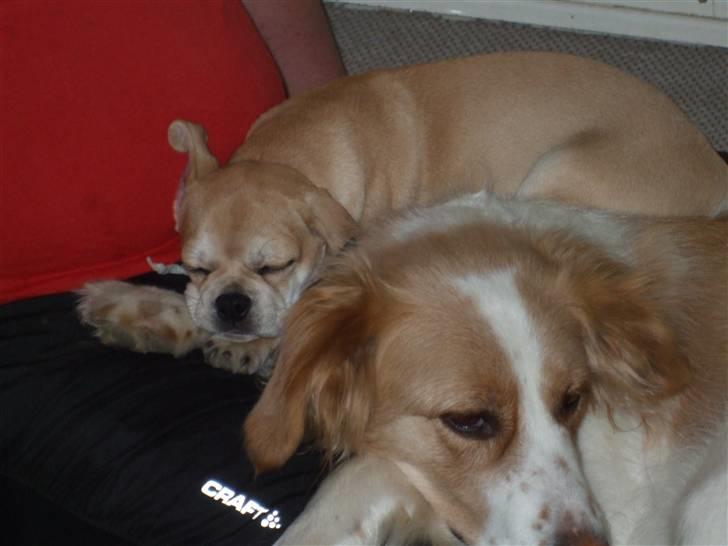 Blanding af racer Tulle billede 6