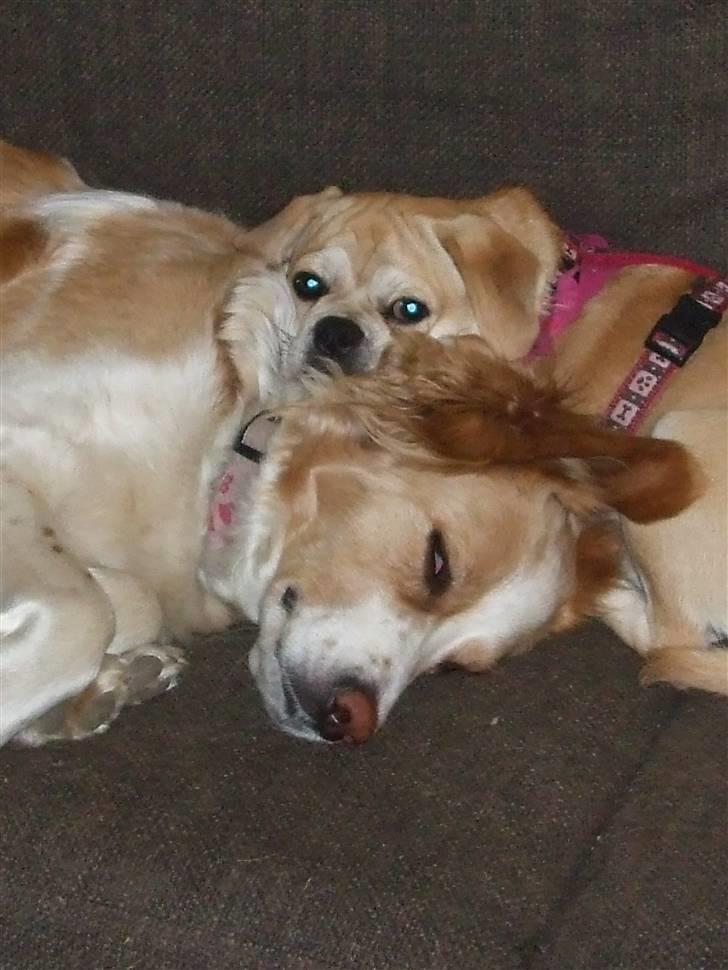 Blanding af racer Tulle billede 7