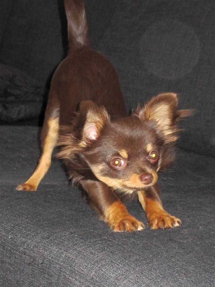 Chihuahua Malekits Oliver - nøøøj det er hårdt at være lækker :) billede 10