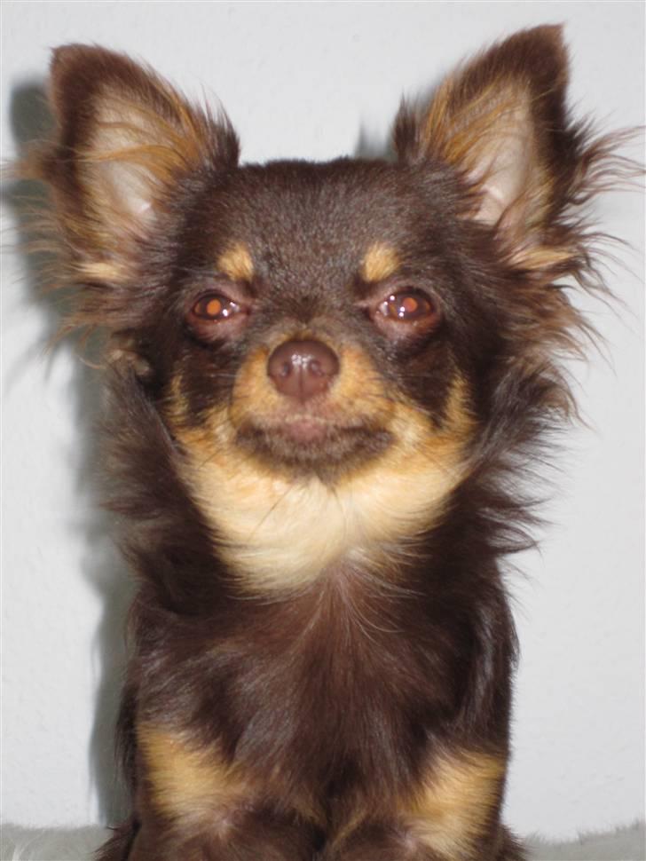 Chihuahua Malekits Oliver billede 11