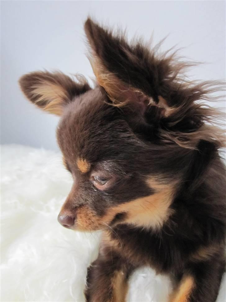 Chihuahua Malekits Oliver - En lille eftertænksom mand, der lige samler tankerne :) billede 12