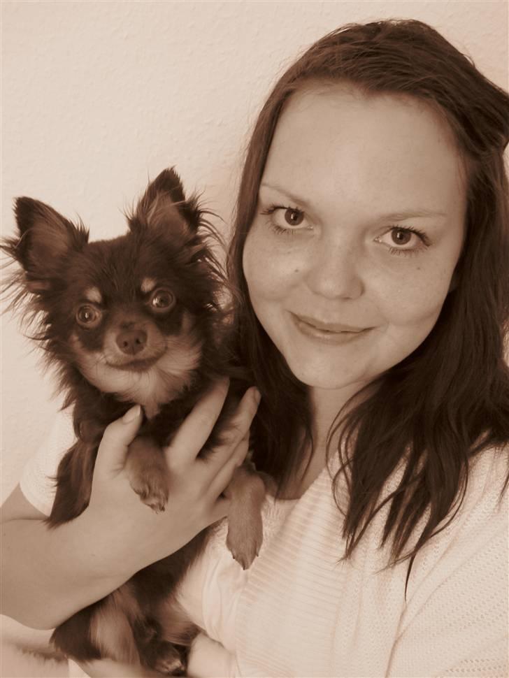 Chihuahua Malekits Oliver billede 13