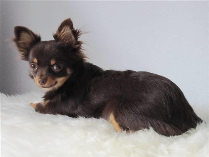 Chihuahua Malekits Oliver billede 14