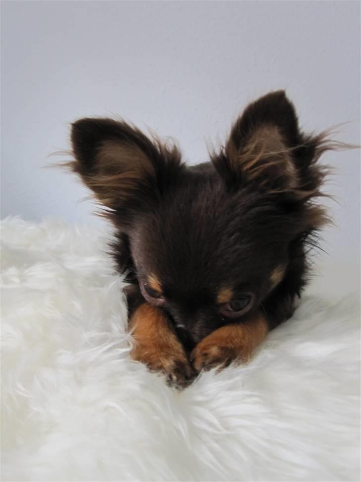 Chihuahua Malekits Oliver - lidt fjalle er man vel altid :) billede 15