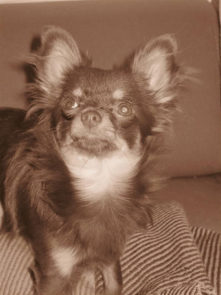 Chihuahua Malekits Oliver - profilbillede der er leget lidt med.. billede 16