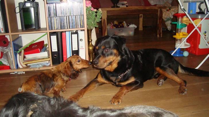 Rottweiler Micky billede 1