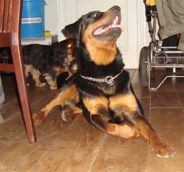 Rottweiler Micky billede 8