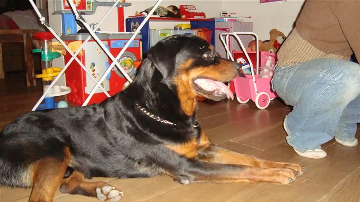 Rottweiler Micky billede 12