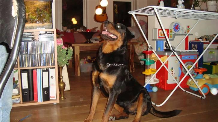 Rottweiler Micky billede 13