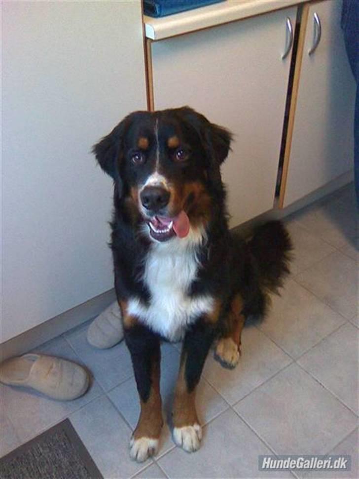 Berner sennenhund Samson - Samson<3 billede 16