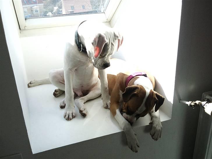 Amerikansk bulldog Balou R.I.P. billede 10