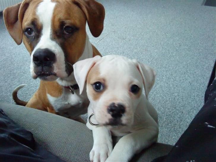 Amerikansk bulldog Balou R.I.P. billede 11