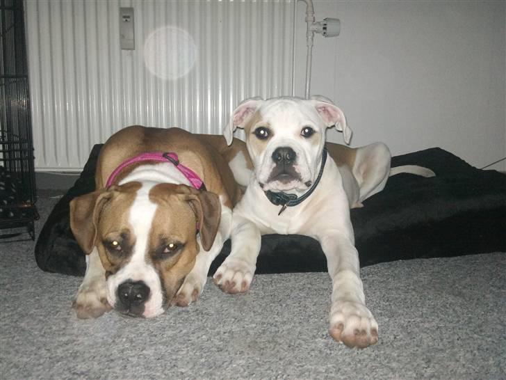 Amerikansk bulldog Balou R.I.P. billede 12