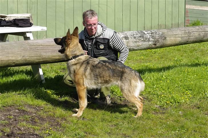 Schæferhund Honey billede 1