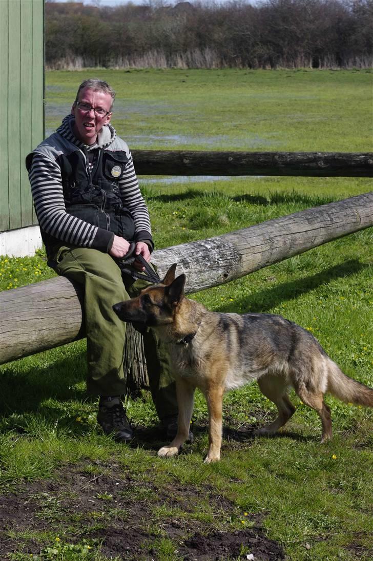 Schæferhund Honey billede 2